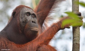 Trans Borneo Expedition 2014         